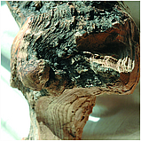 Holz - das archaische Zeitzeugnis von Lebensprozessen