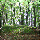 Lesen lernen, was uns die Natur so deutlich zeigen will... Lesen lernen, was uns die Natur so deutlich zeigen will...